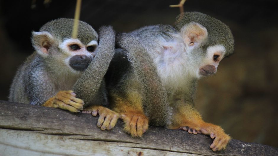 Spider monkey.   - EL SALVADOR