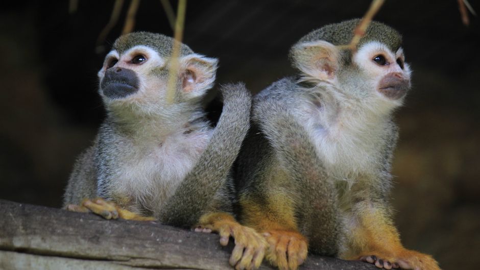 Spider monkey.   - Venezuela