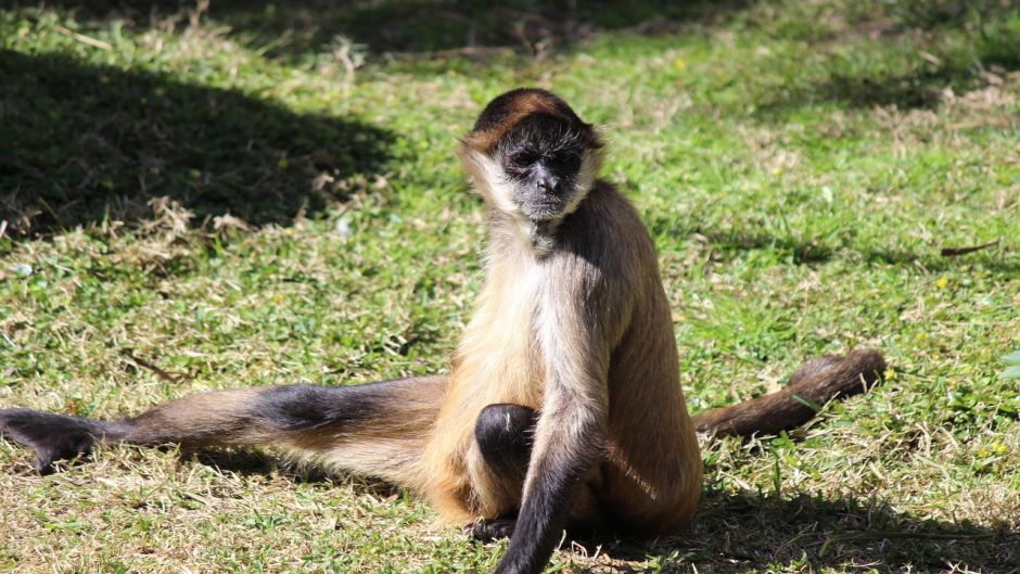 Spider monkey.   - Panama