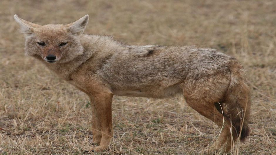 African golden jackal.   - 