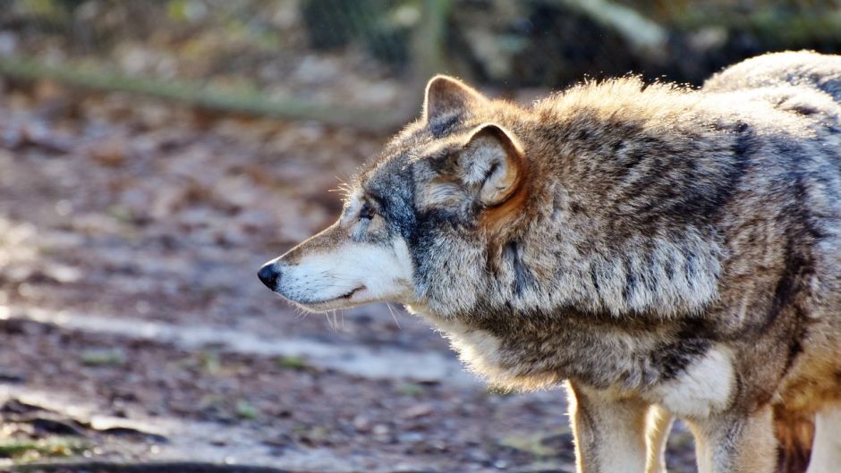 European Wolf.   - 