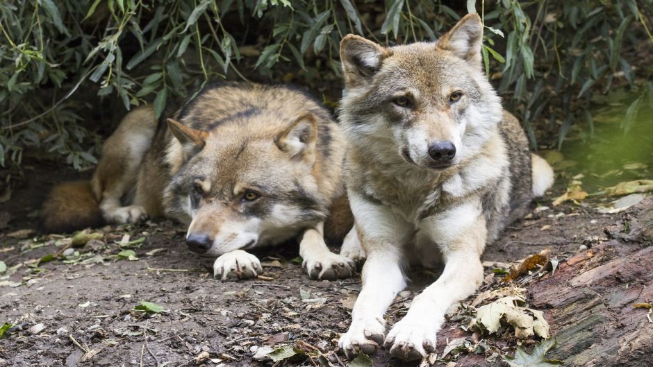 European Wolf.   - India