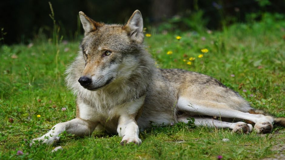 European Wolf.   - India