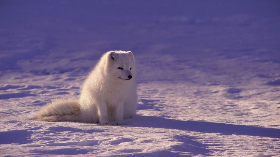 Arctic Wolf.   - UNITED STATES