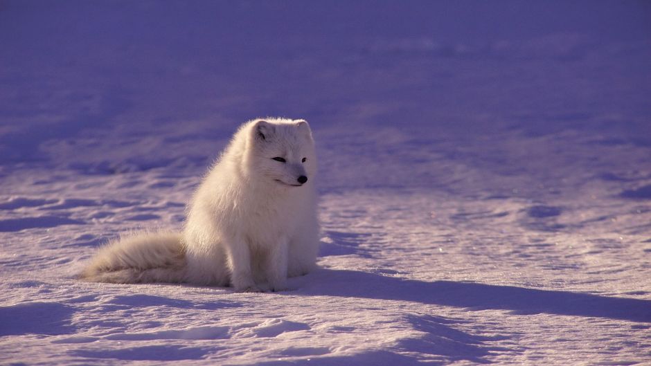 Arctic Wolf.   - CANADA