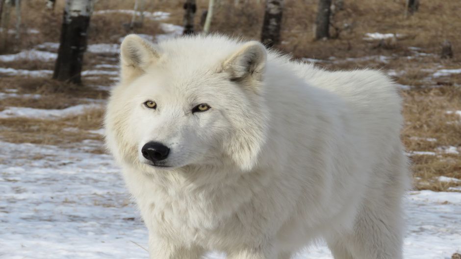 Arctic Wolf.   - CANADA