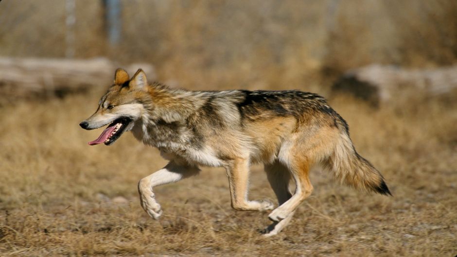 Mexican wolf.   - UNITED STATES