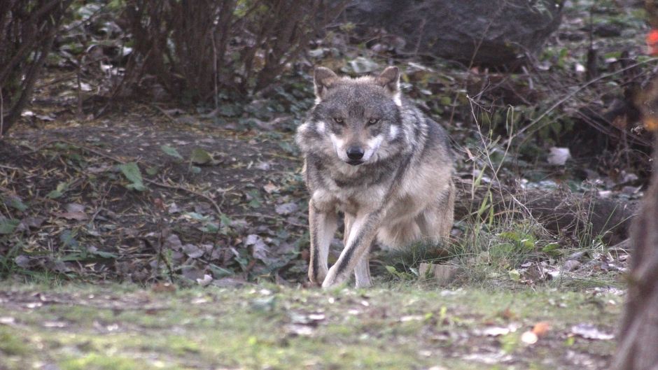 Mexican wolf.   - 