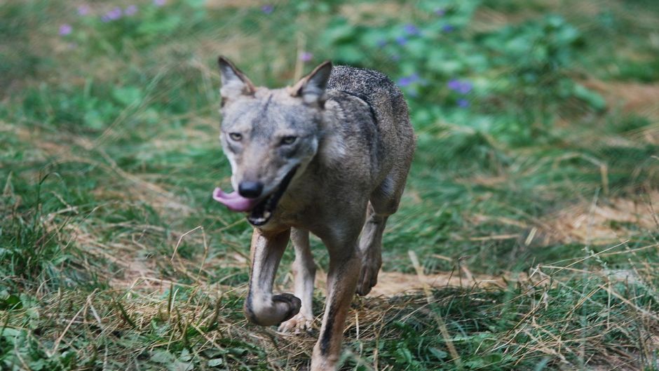 Apennine Wolf.   - ITALY