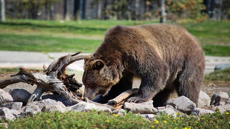 Grizzly bear.   - CANADA