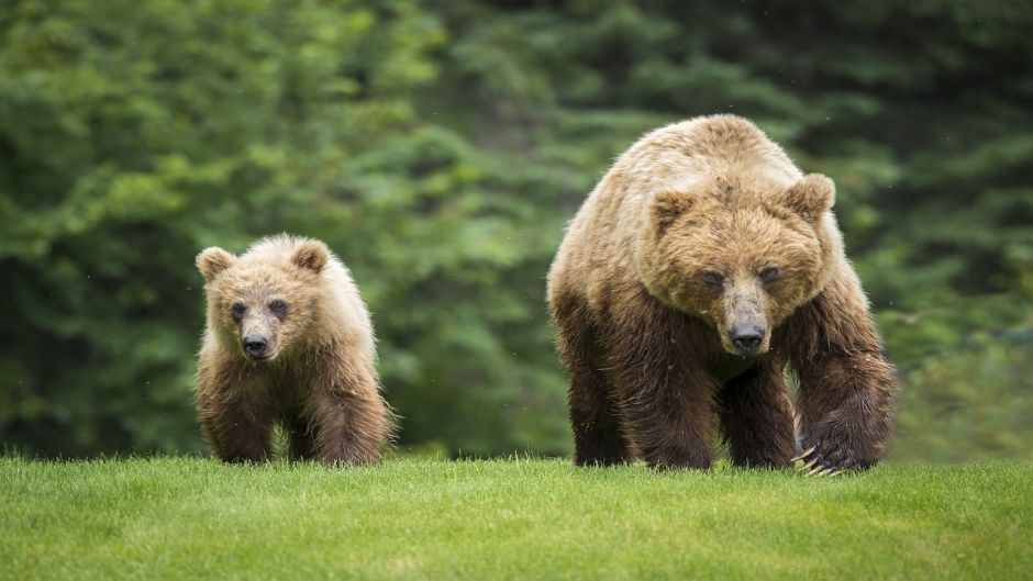 Grizzly bear.   - UNITED STATES