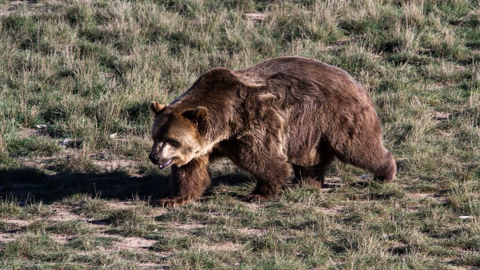 Grizzly bear.   - CANADA