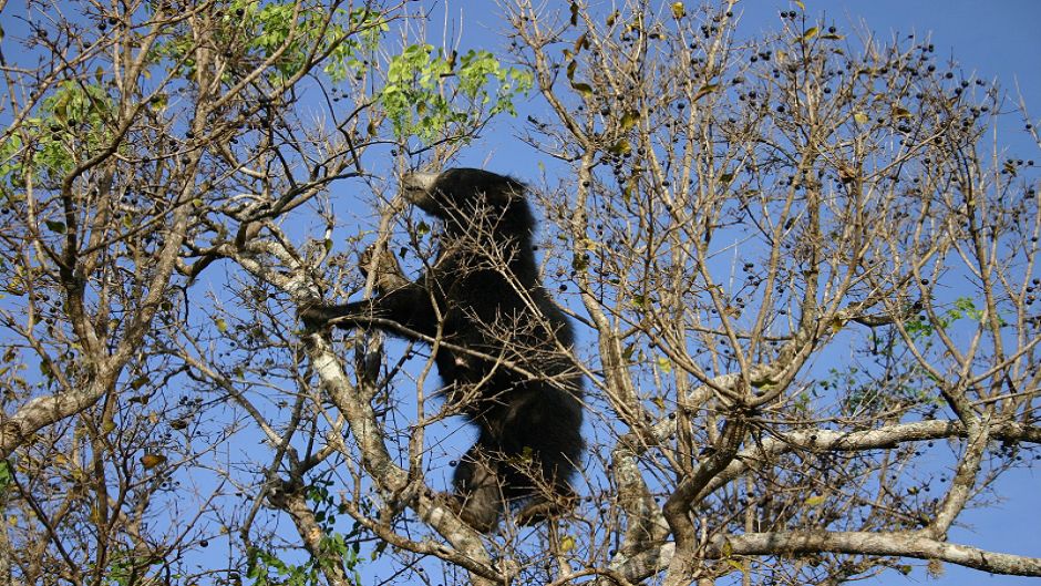 Sloth Bear.   - CHINA