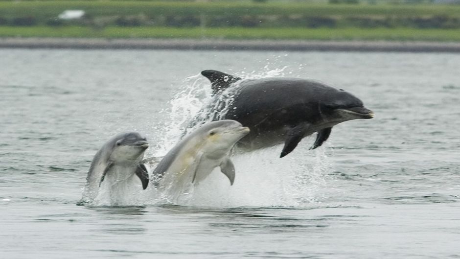 Bottle nose dolphin.   - Honduras