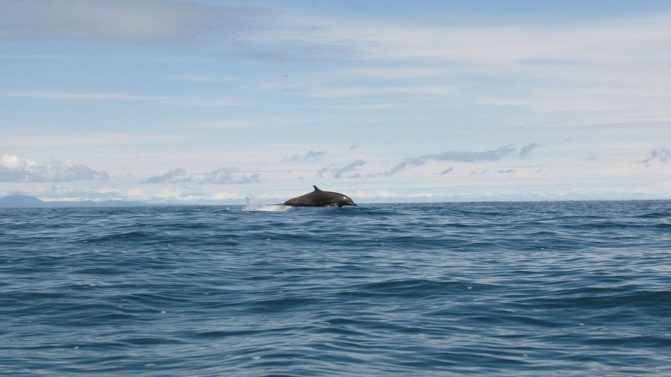 Bottle nose dolphin.   - JAMAICA