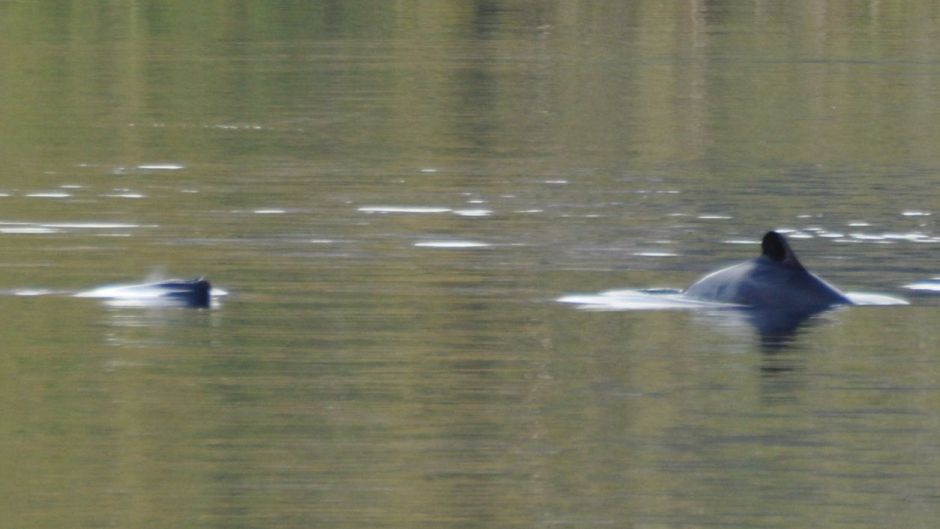 Chilean dolphin.   - 