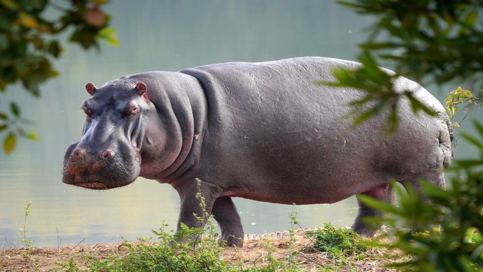 Hippopotamus.   - South Africa