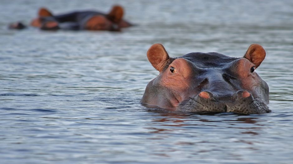 Hippopotamus.   - South Africa