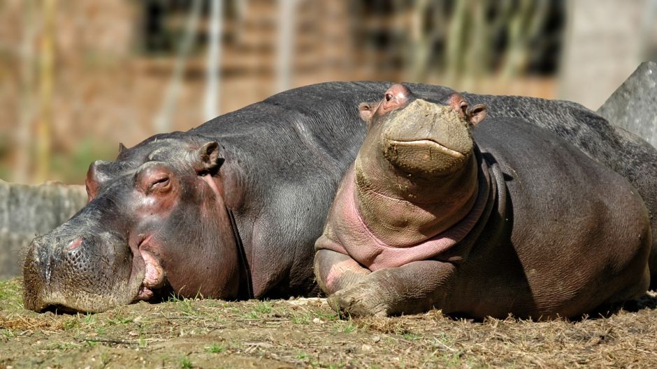 Hippopotamus.   - 