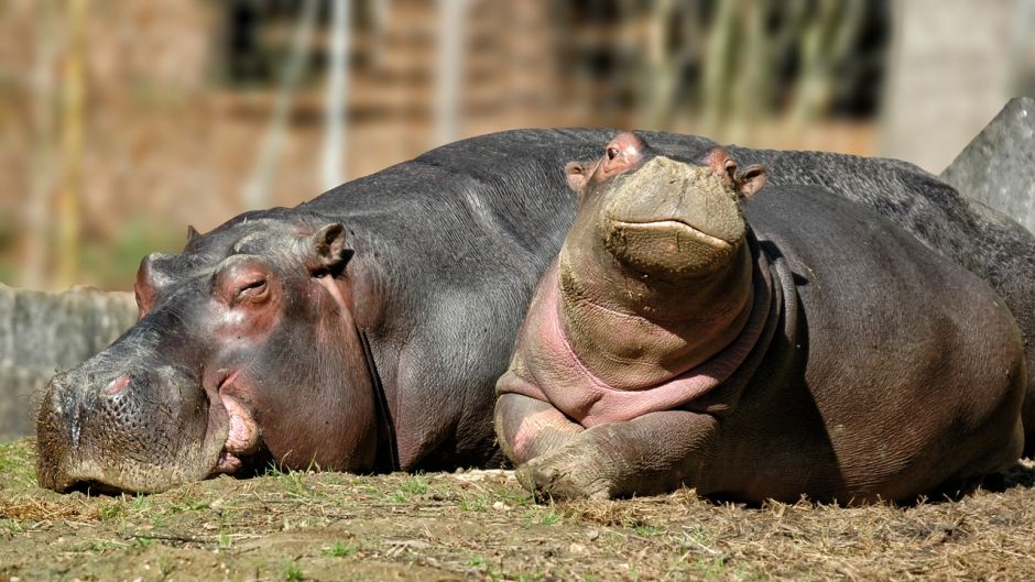 Hippopotamus.   - South Africa