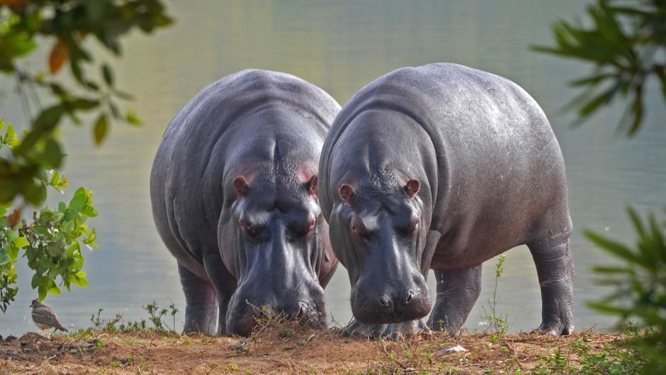 Hippopotamus.   - South Africa