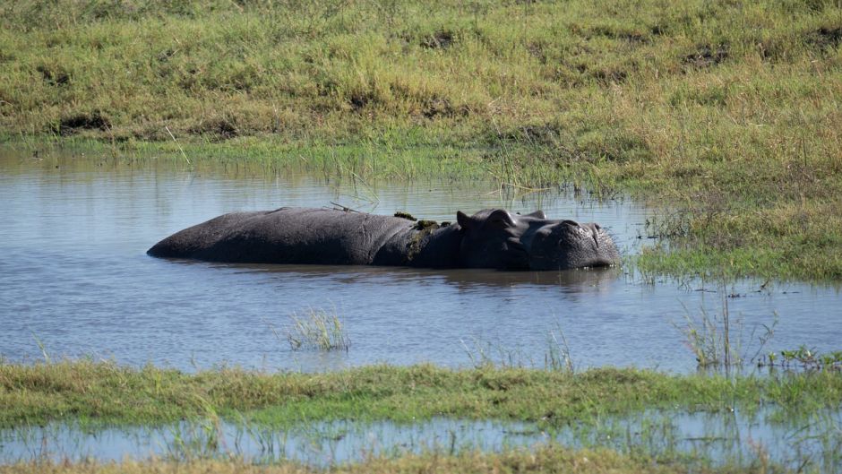 Hippopotamus.   - South Africa