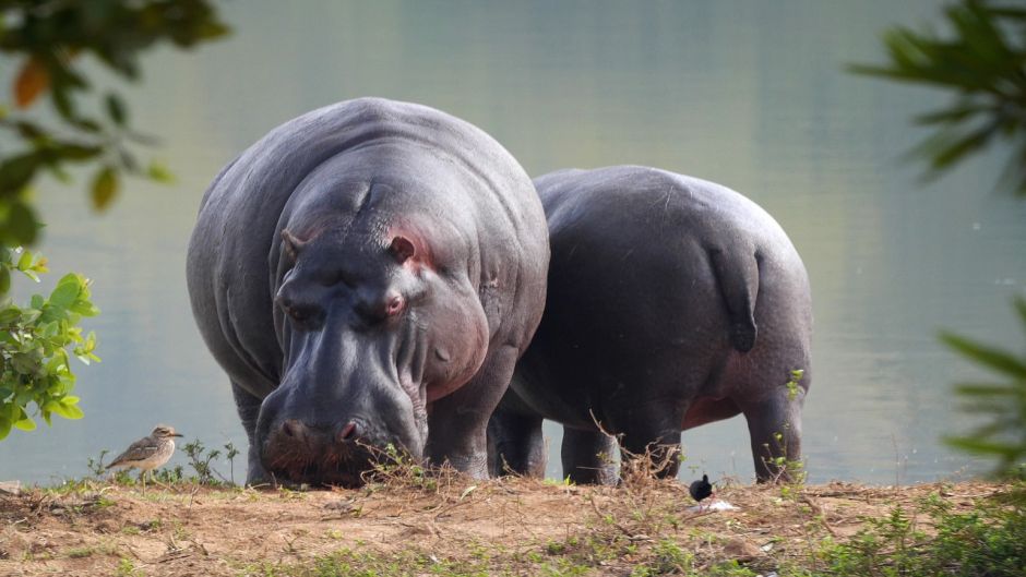 Hippopotamus.   - South Africa