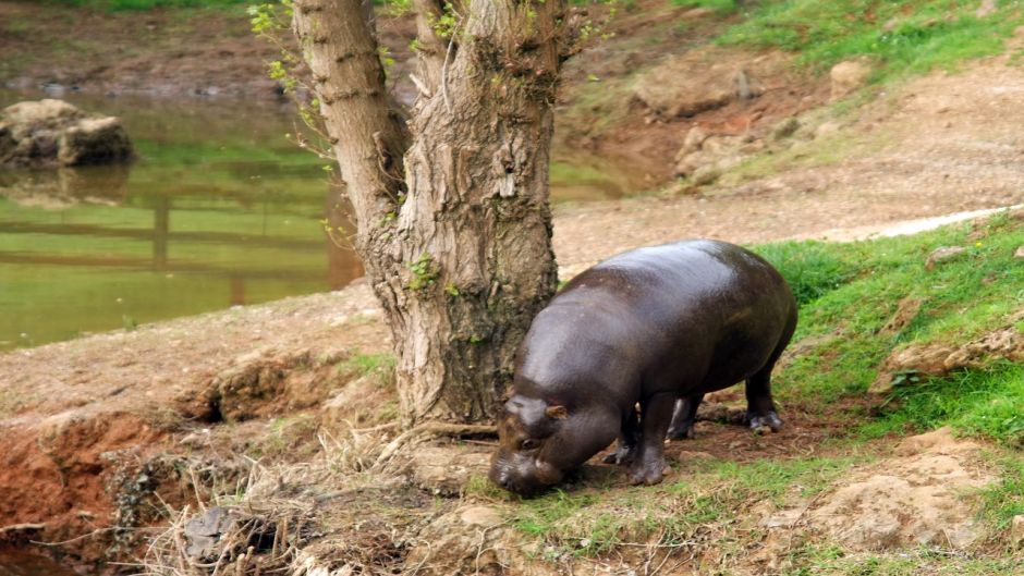 Pygmy Hippopotamus.   - South Africa