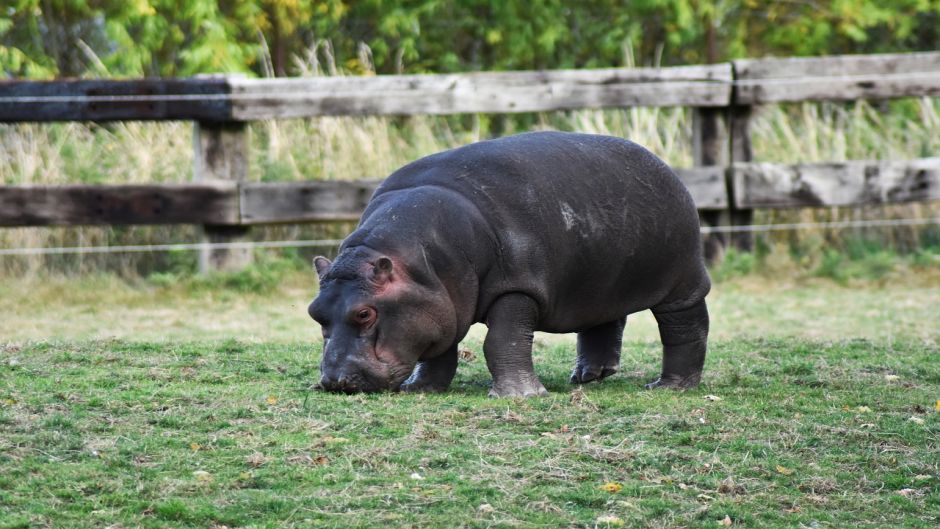 Pygmy Hippopotamus.   - South Africa