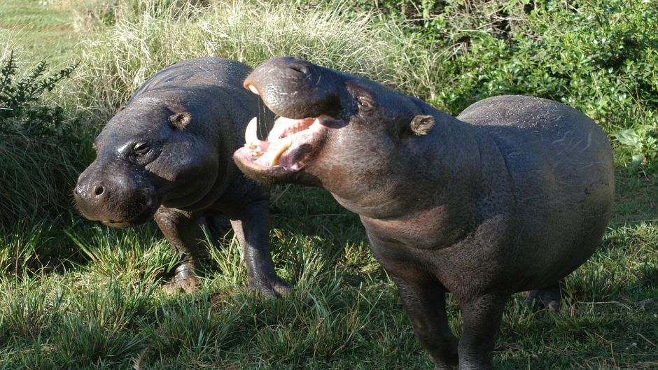 Pygmy Hippopotamus.   - South Africa