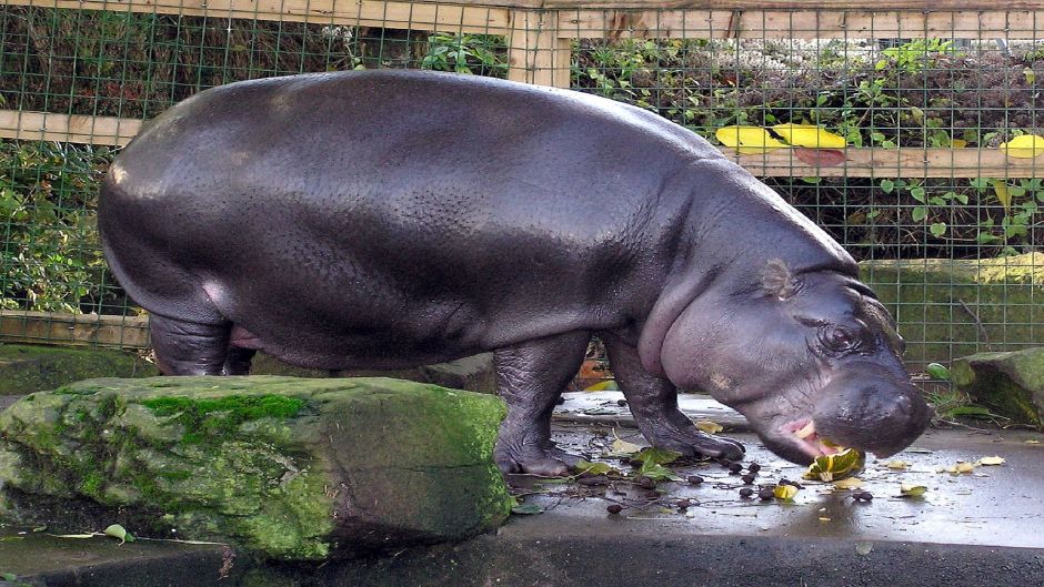 Pygmy Hippopotamus.   - 