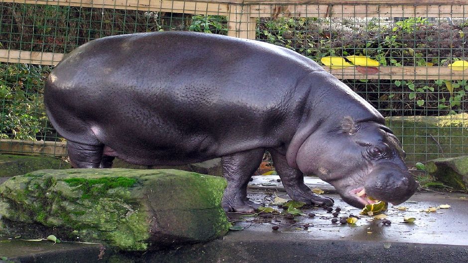 Pygmy Hippopotamus.   - South Africa