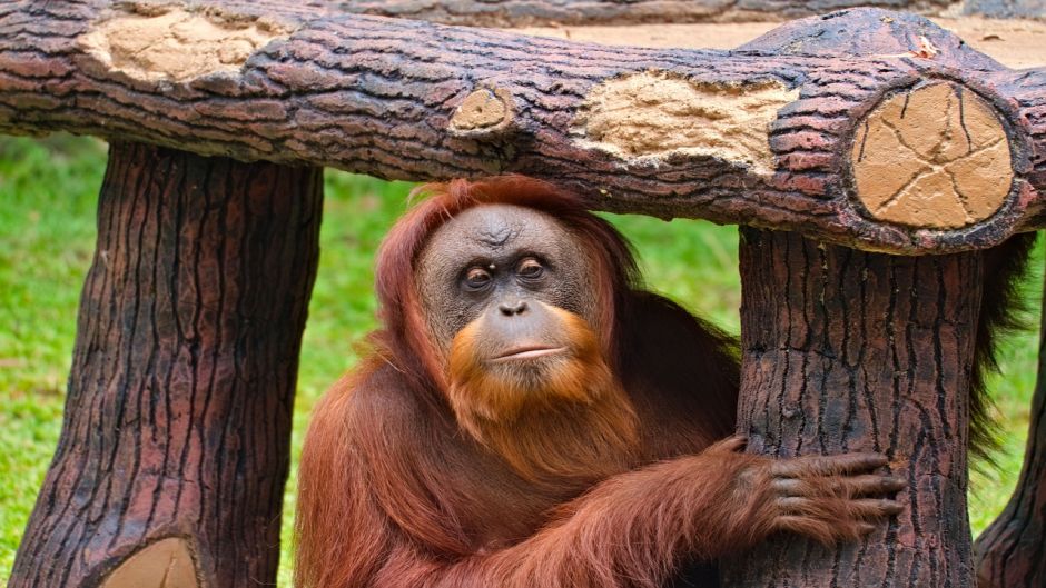 Bornean Orangutan.   - 