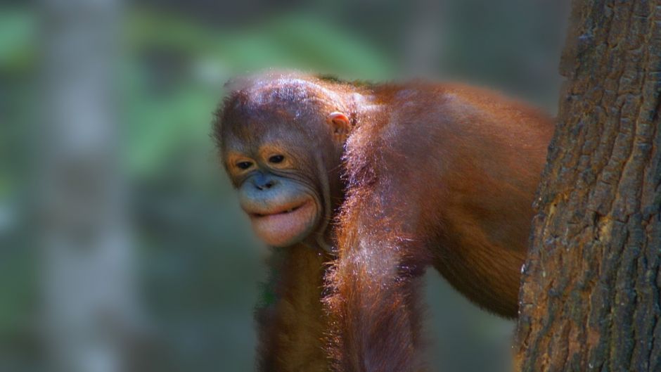 Bornean Orangutan.   - 