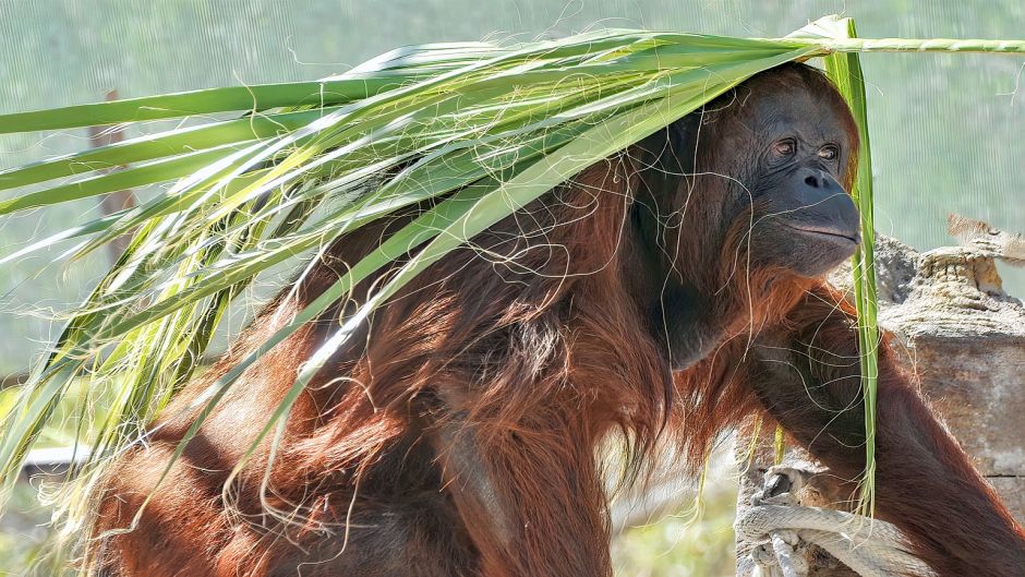 Bornean Orangutan.   - 