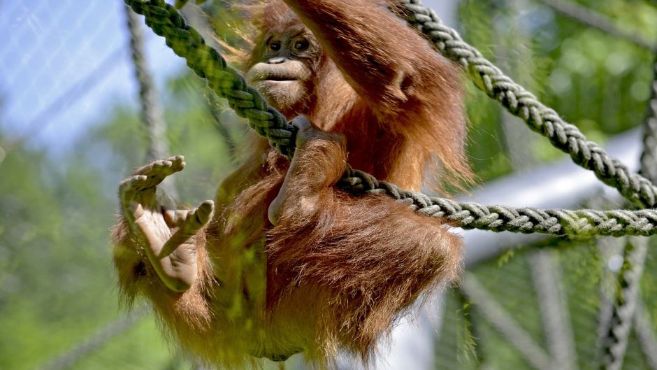 Bornean Orangutan.   - 