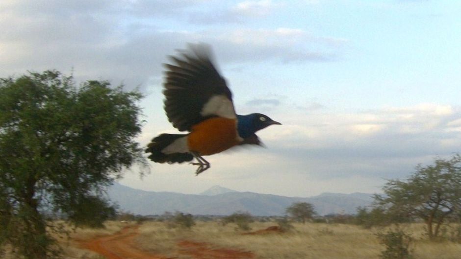 Superb starling.   - 