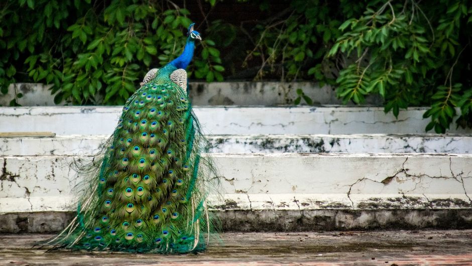 Pavão.   - CHINA