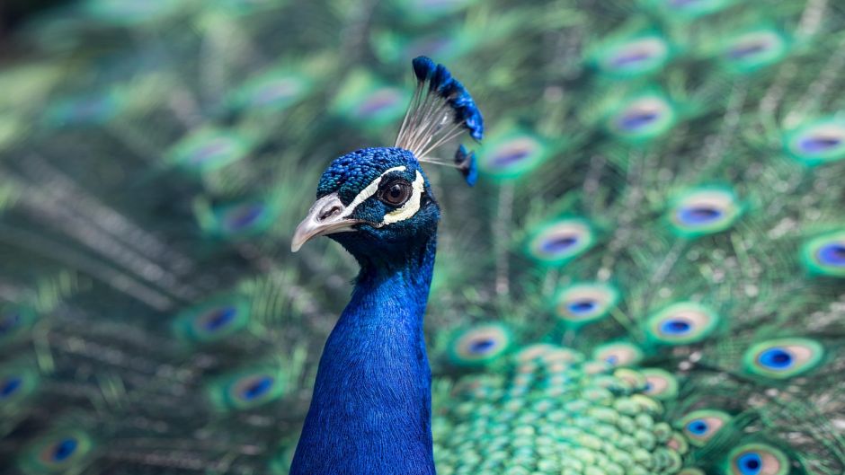 Pavão.   - CHINA