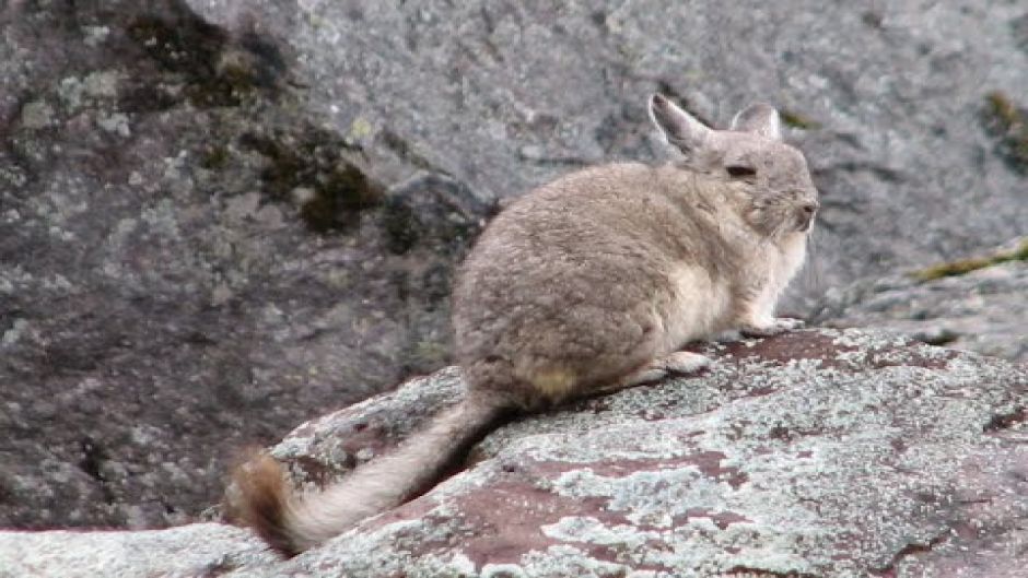 Northern Vizcacha.   - CHILE