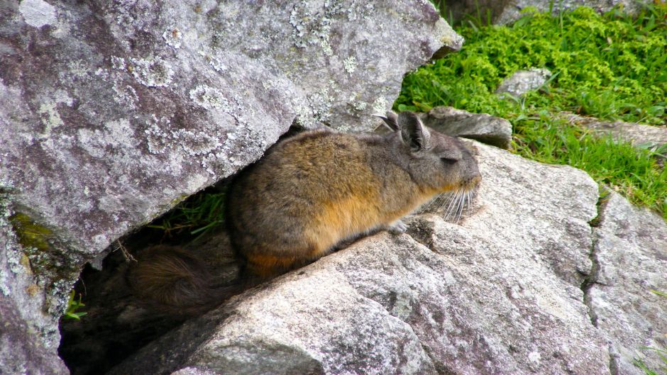 Northern Vizcacha.   - CHILE