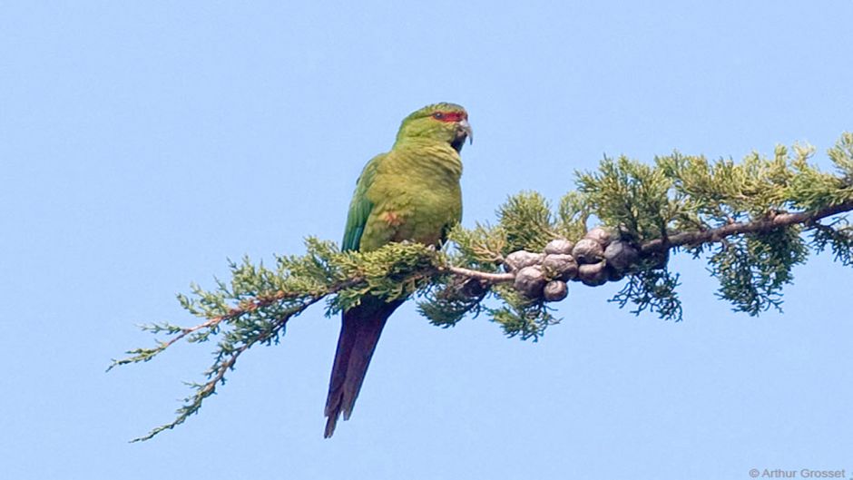 Slender-billed Parakeet.   - CHILE