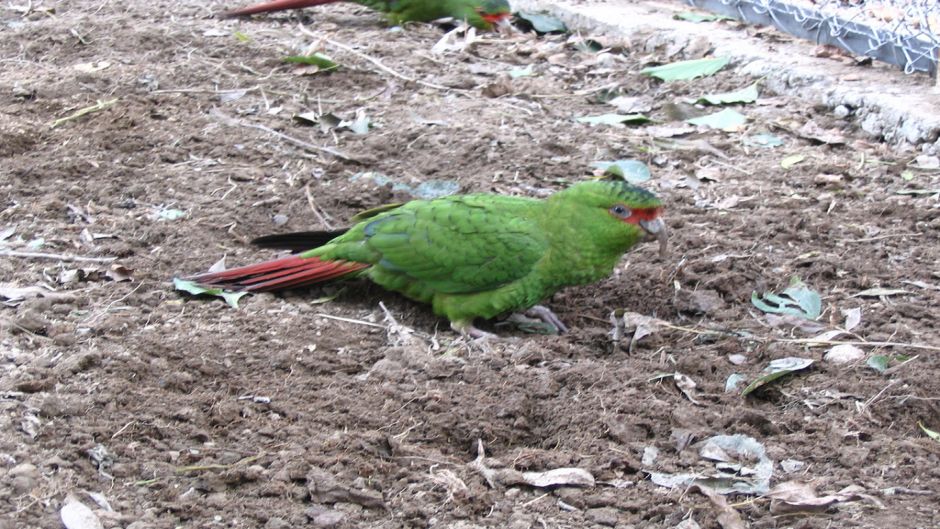 Slender-billed Parakeet.   - CHILE