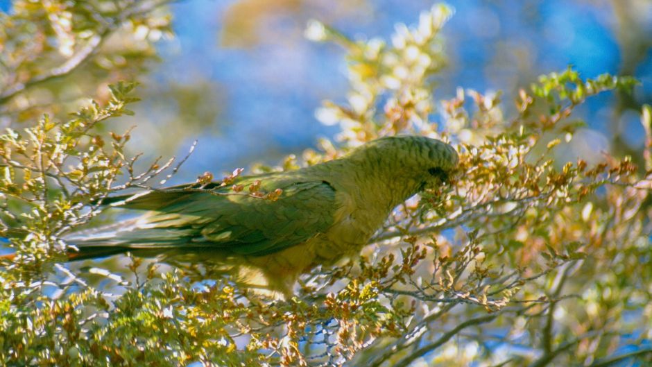 Slender-billed Parakeet.   - CHILE