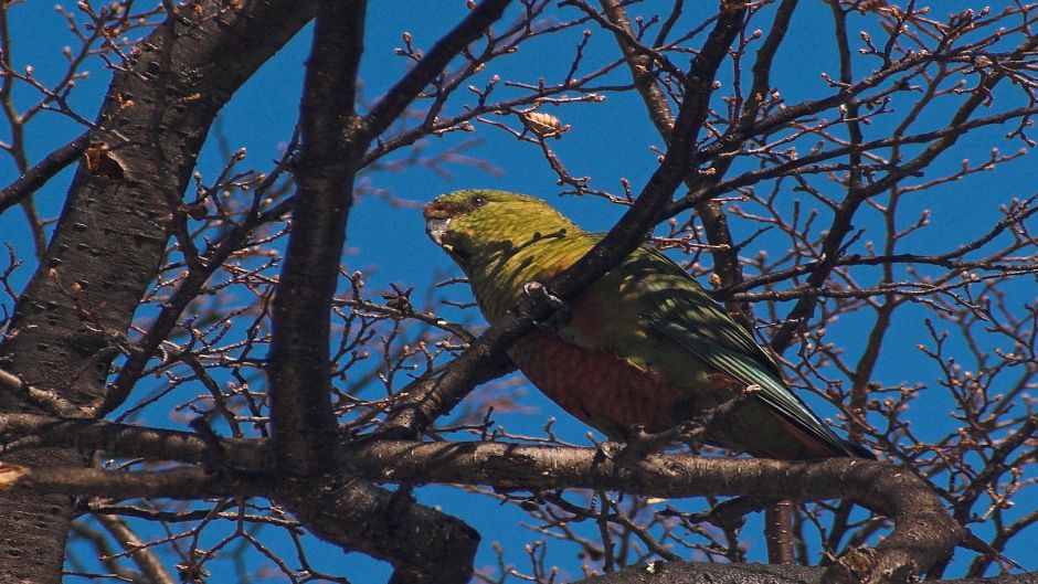 Slender-billed Parakeet.   - CHILE
