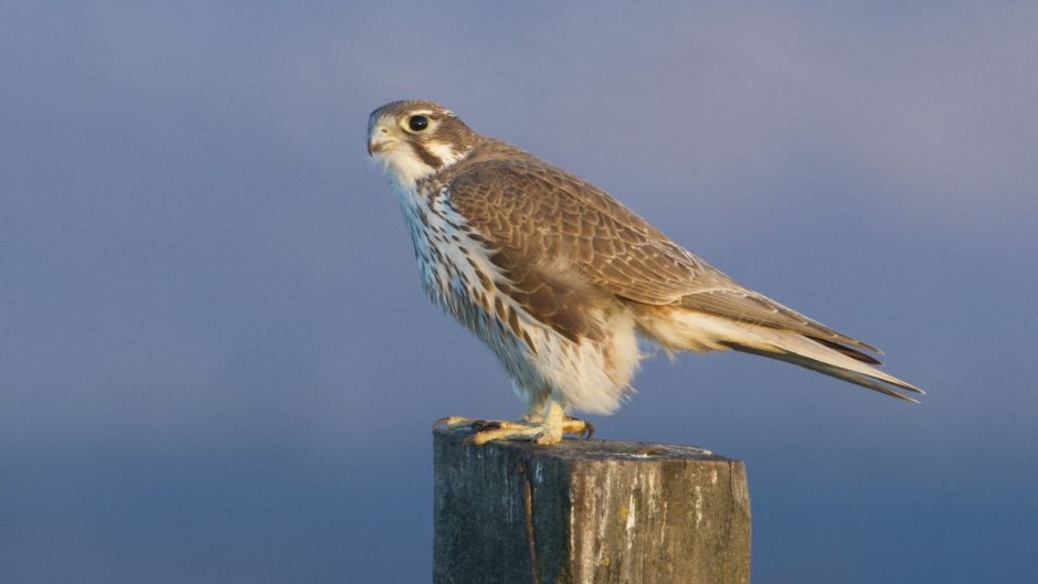 Mexican hawk.   - CANADA