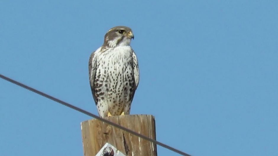 Mexican hawk.   - 