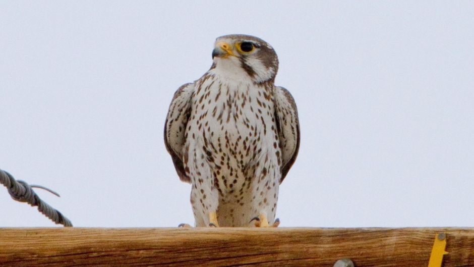 Mexican hawk.   - 