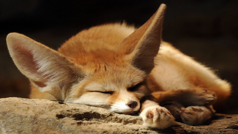 Desert Fox.   - SENEGAL