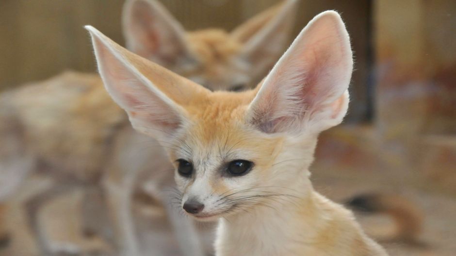 Desert Fox.   - Morocco